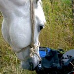 wanderreiten im Westerwald - einführungsseminar